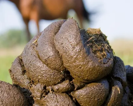 Manure