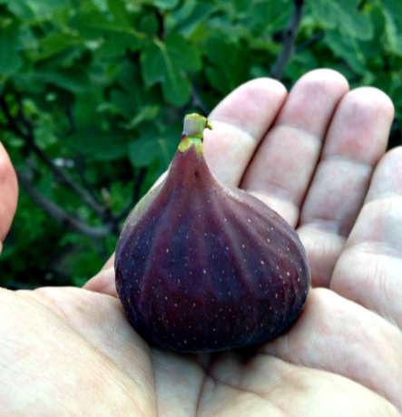Fig